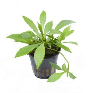 Tropica - Helanthium bolivianum 'Quadricostatus' SAKSI