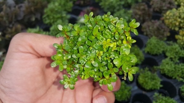 Ammannia / Rotala bonsai EXVITRO