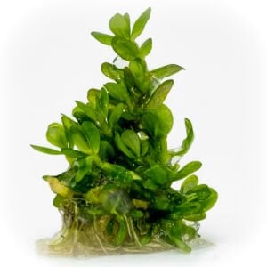 Ammannia / Rotala bonsai EXVITRO