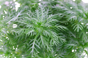 Tropica - Hottonia palustris SAKSI