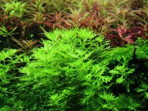 Tropica - Hottonia palustris SAKSI