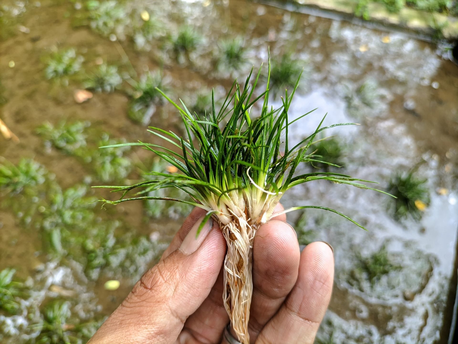 Eriocaulon feather duster ADET