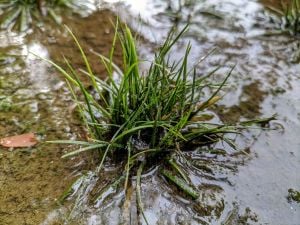 Eriocaulon feather duster ADET