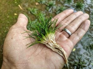 Eriocaulon feather duster ADET