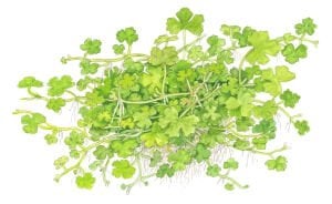 Tropica - Hydrocotyle tripartita SAKSI