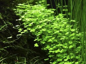 Tropica - Hydrocotyle tripartita SAKSI