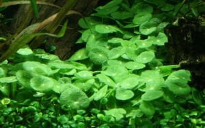Tropica - Hydrocotyle verticillata SAKSI