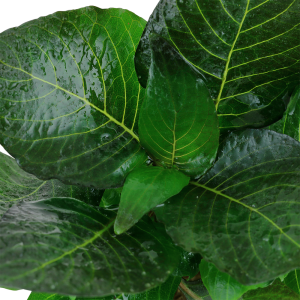 Tropica - Hygrophila corymbosa 'Compact' SAKSI