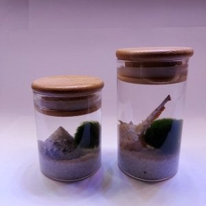 Kaş Marimo Moss Ball