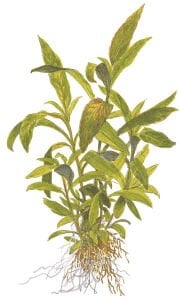 Tropica - Hygrophila corymbosa 'Siamensis 53B' SAKSI