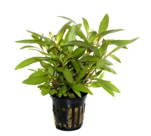 Tropica - Hygrophila corymbosa 'Siamensis 53B' SAKSI