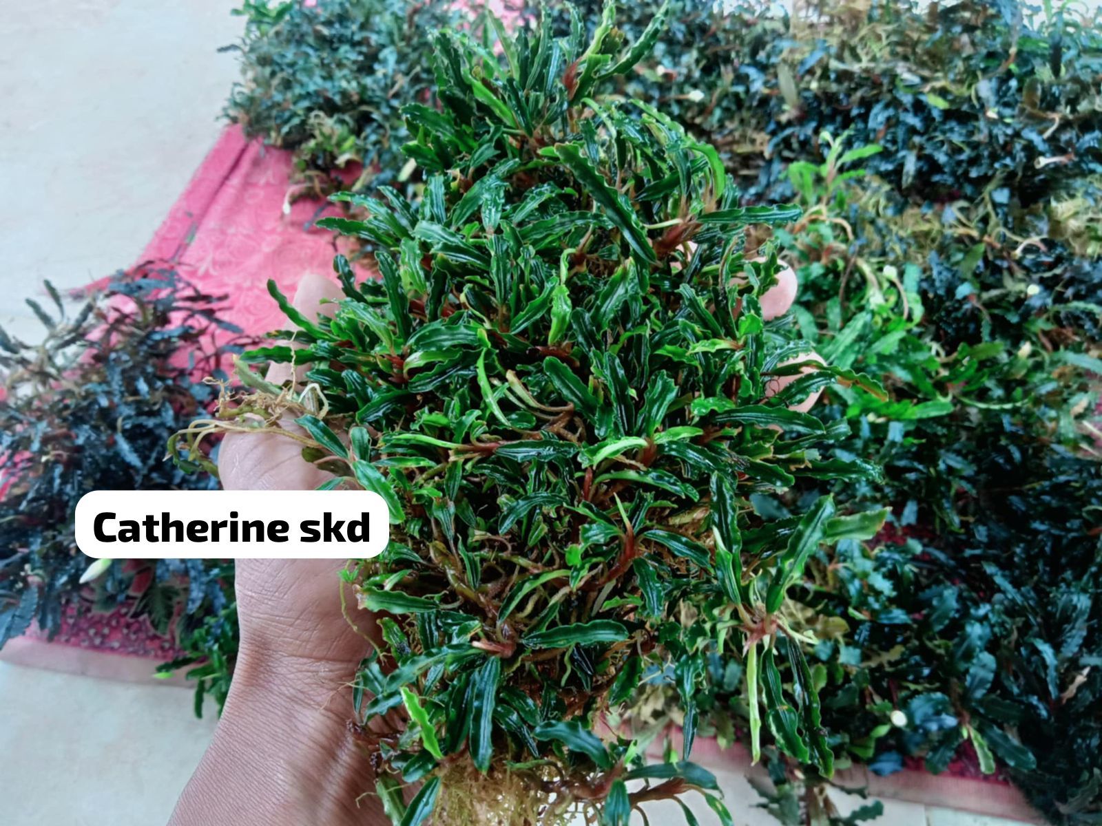 Bucephalandra catherinae Sekadau 10x10cm PORSİYON