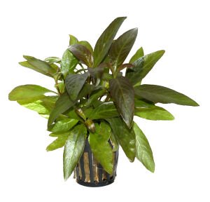 Tropica - Hygrophila corymbosa 'Stricta' SAKSI