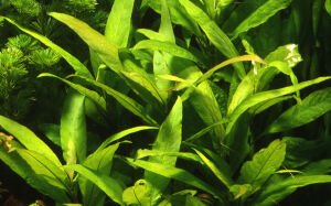 Tropica - Hygrophila corymbosa 'Stricta' SAKSI