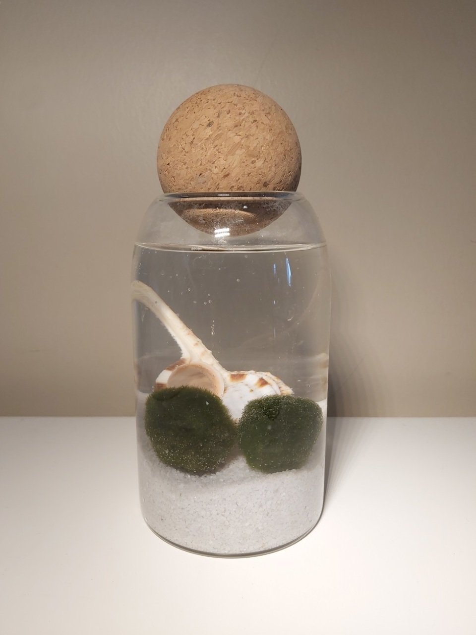 Göcek Marimo Moss Ball