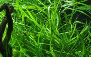 Tropica - Hygrophila costata SAKSI