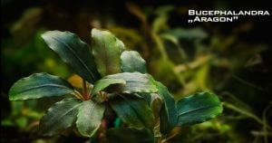Bucephalandra aragon 10x10cm PORSİYON