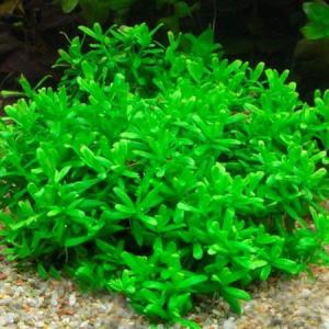Bacopa compact IN VITRO JAR (KAVANOZ)