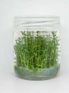 Bacopa compact IN VITRO JAR (KAVANOZ)