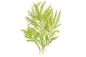 Tropica - Hygrophila odora ’Difformis’ SAKSI