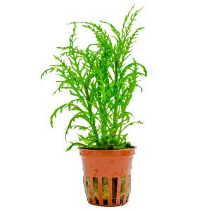 Tropica - Hygrophila odora ’Difformis’ SAKSI