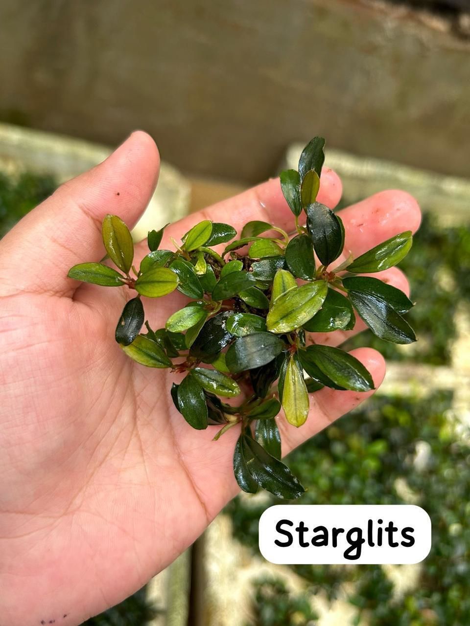 Bucephalandra star glitz 10x10 PORSİYON