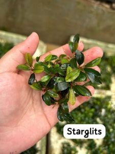 Bucephalandra star glitz 10x10 PORSİYON