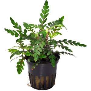 Tropica - Hygrophila pinnatifida SAKSI