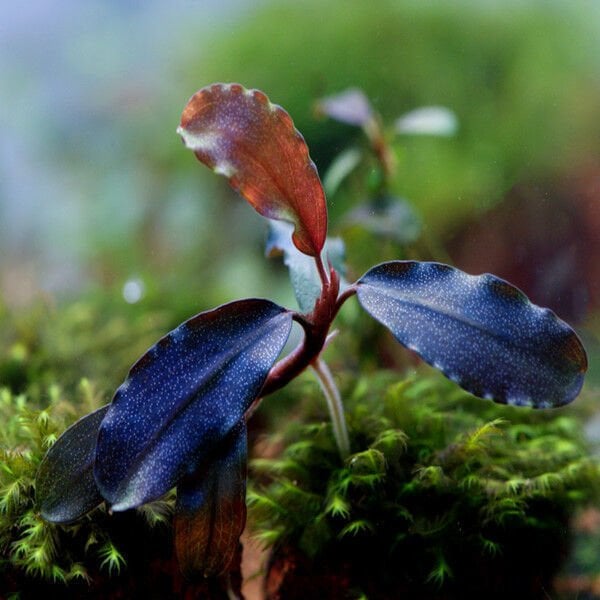 Bucephalandra deep blue 10x10 cm
