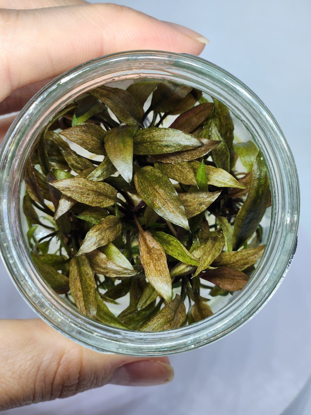 Cryptocoryne tonkinensis IN VITRO JAR (KAVANOZ)