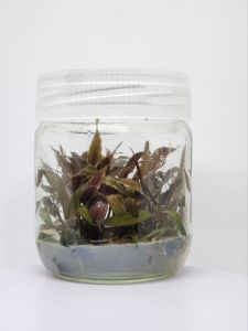 Cryptocoryne tonkinensis IN VITRO JAR (KAVANOZ)
