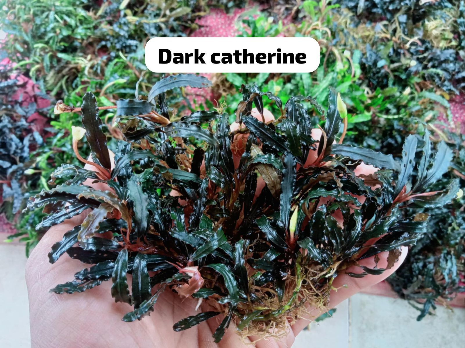 Bucephalandra dark catherinae  10x10cm PORSİYON