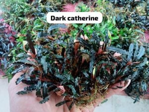 Bucephalandra dark catherinae  10x10cm PORSİYON