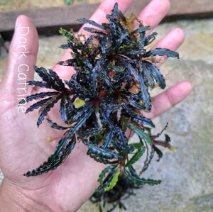 Bucephalandra catherinae dark 10x10cm PORSİYON