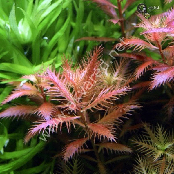 Proserpinaca palustris Cuba IN VITRO