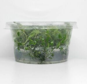 Proserpinaca palustris 'Cuba IN VITRO CUP