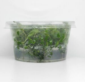 Proserpinaca palustris 'Cuba IN VITRO CUP