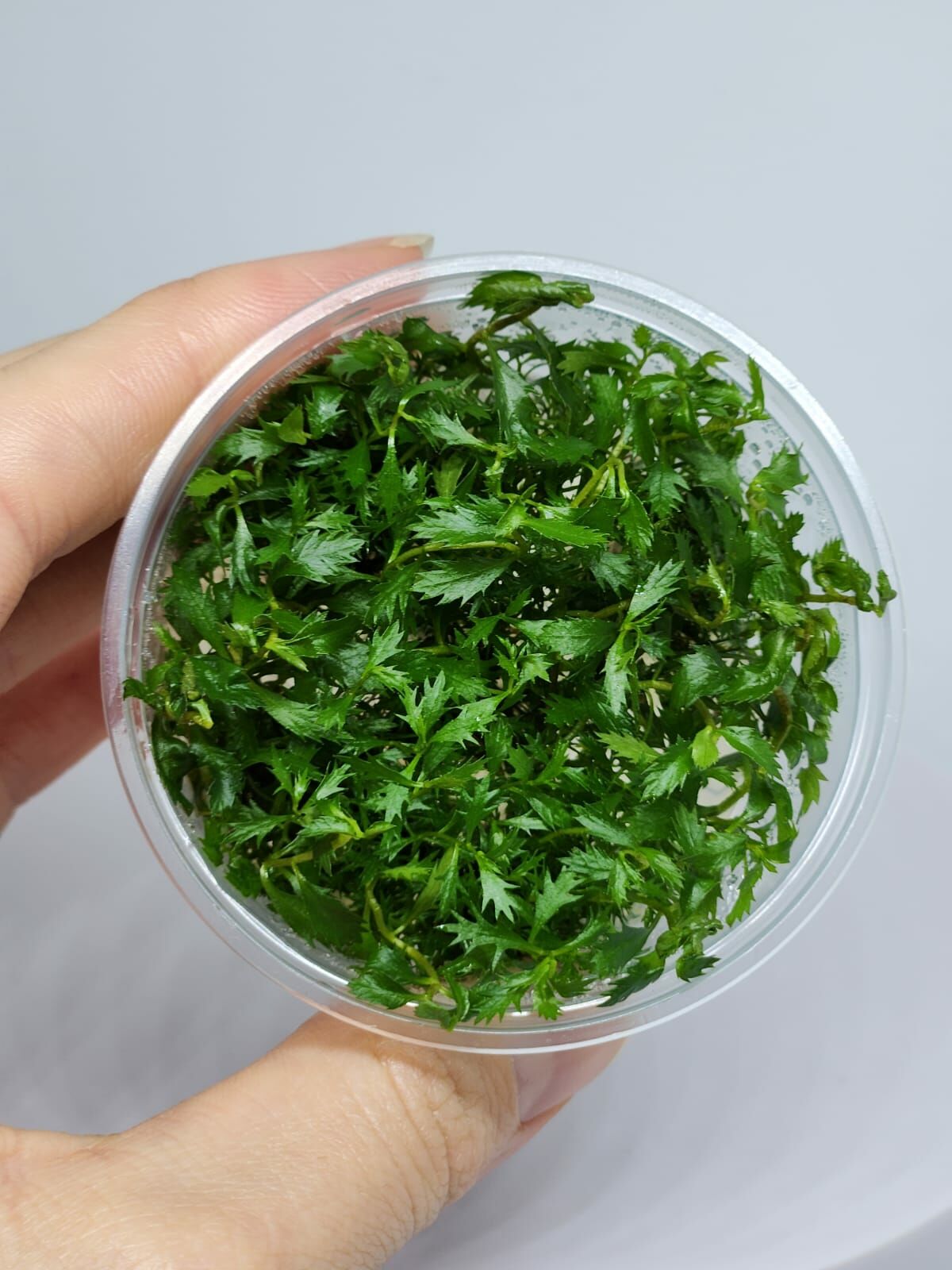 Proserpinaca palustris 'Cuba IN VITRO CUP