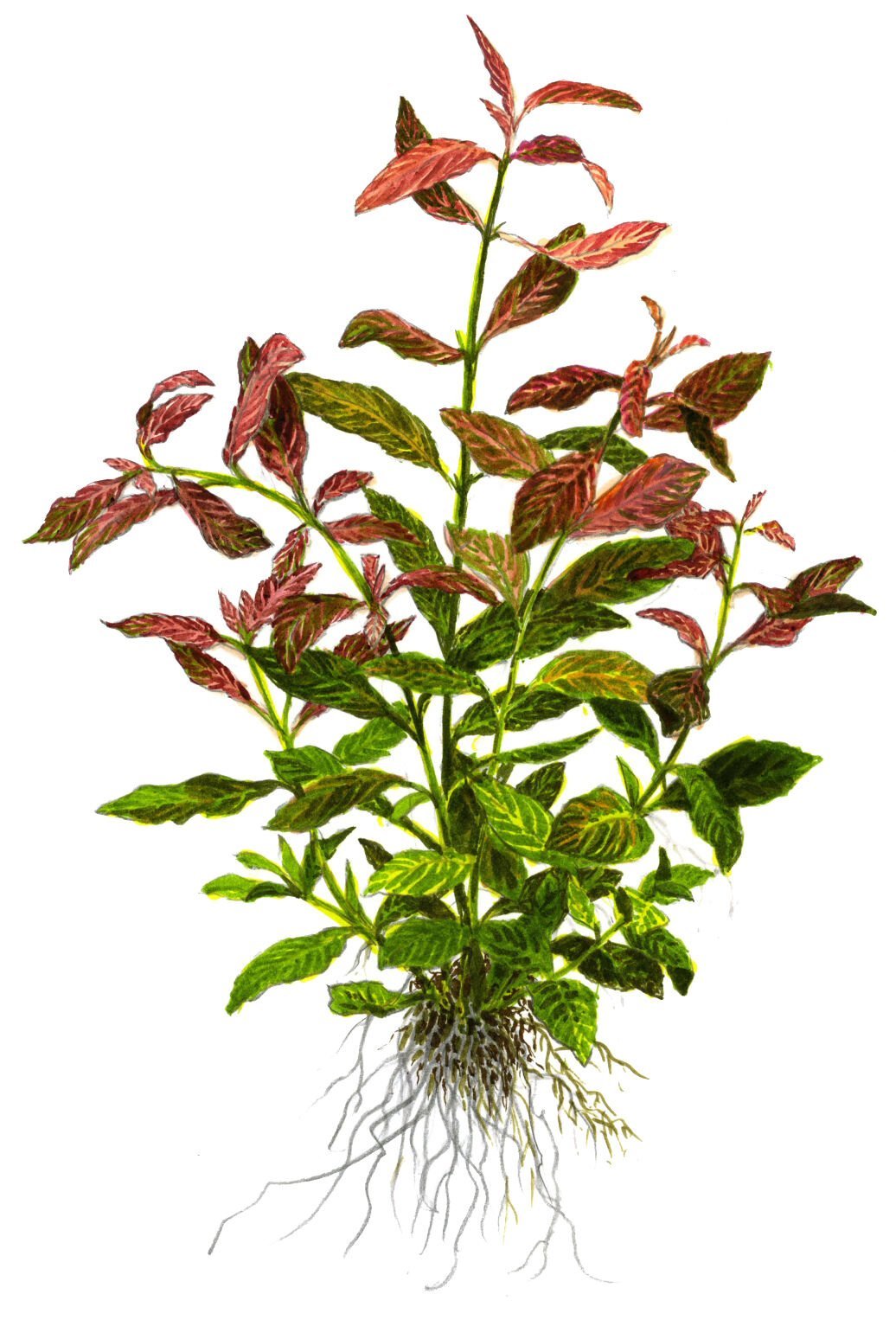 Tropica - Hygrophila polysperma 'Rosanervig' SAKSI