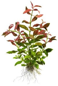 Tropica - Hygrophila polysperma 'Rosanervig' SAKSI