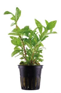 Tropica - Hygrophila polysperma 'Rosanervig' SAKSI