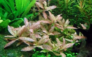 Tropica - Hygrophila polysperma 'Rosanervig' SAKSI