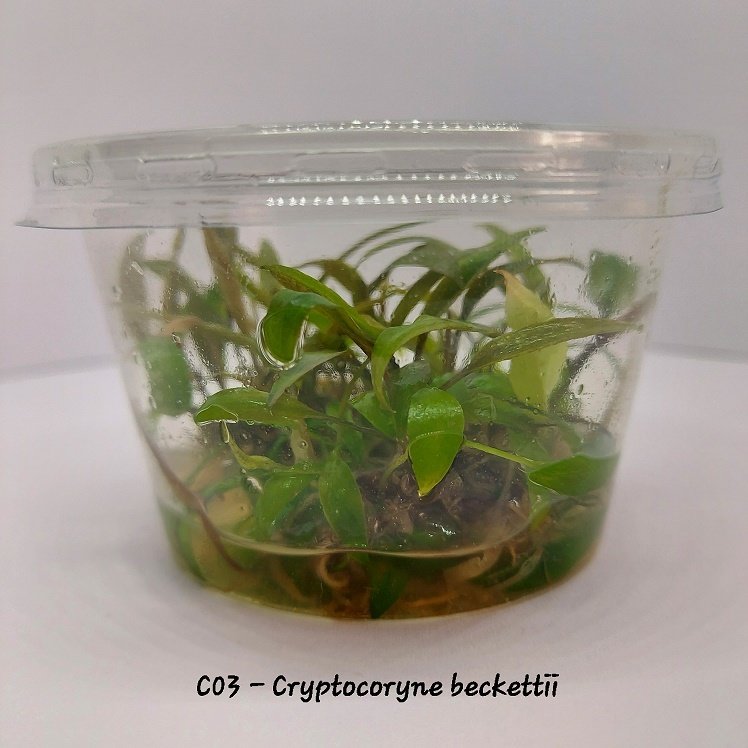 Cryptocoryne beckettii IN VITRO CUP