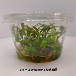 Cryptocoryne beckettii IN VITRO CUP