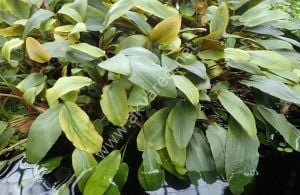Cryptocoryne beckettii IN VITRO CUP