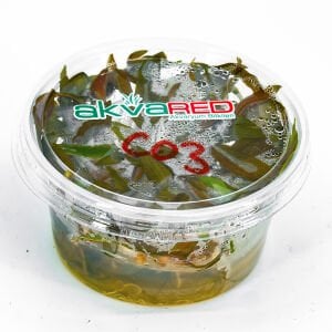 Cryptocoryne beckettii IN VITRO CUP