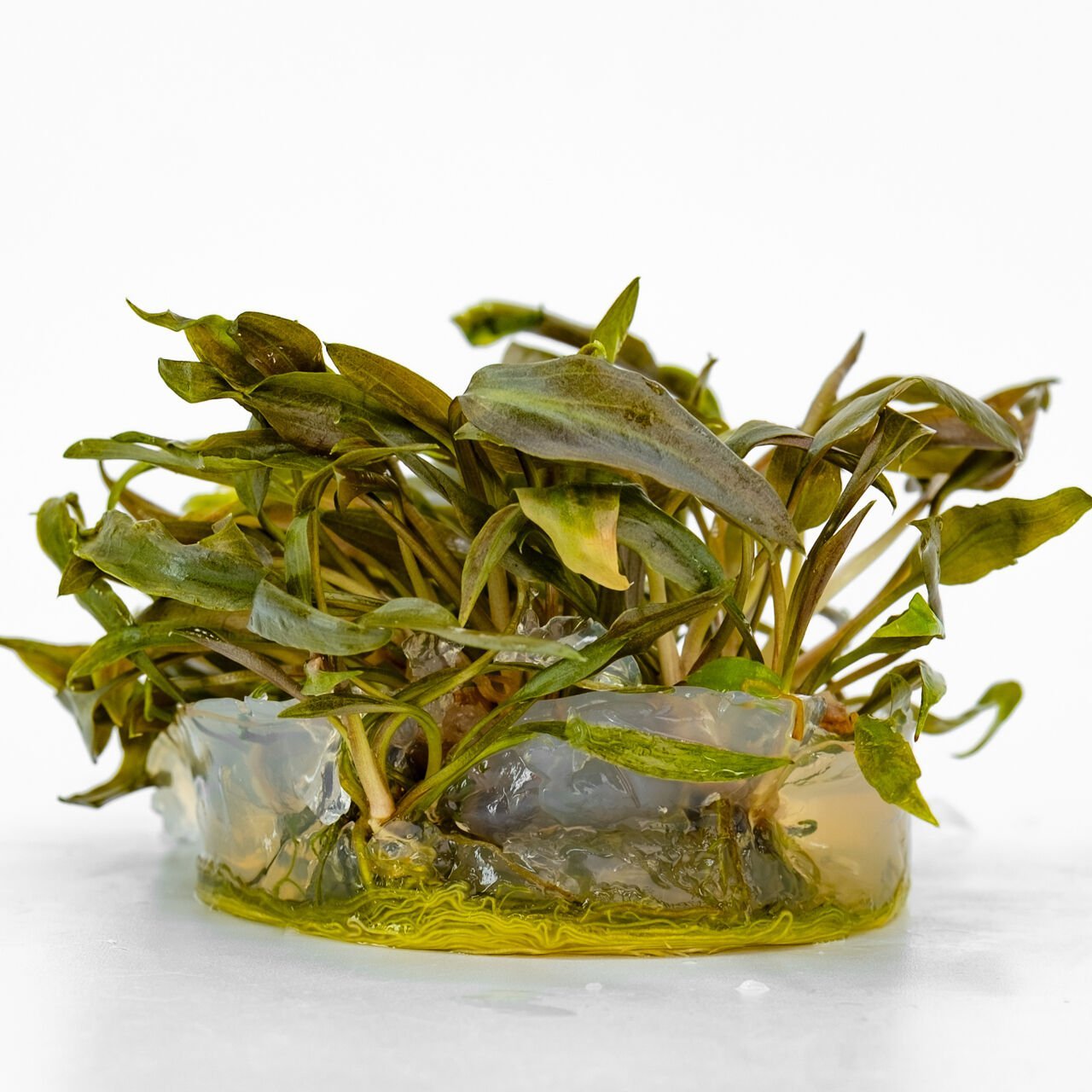 Cryptocoryne beckettii IN VITRO CUP