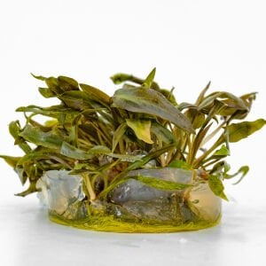 Cryptocoryne beckettii IN VITRO CUP