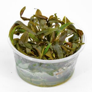 Cryptocoryne beckettii IN VITRO CUP