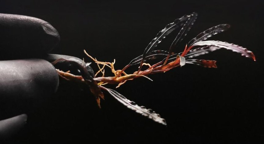 Bucephalandra catherinae dark ADET